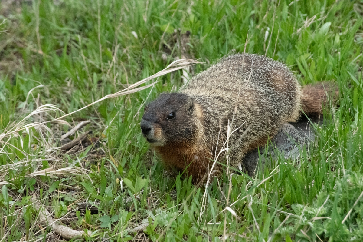 DSC_2705.jpg