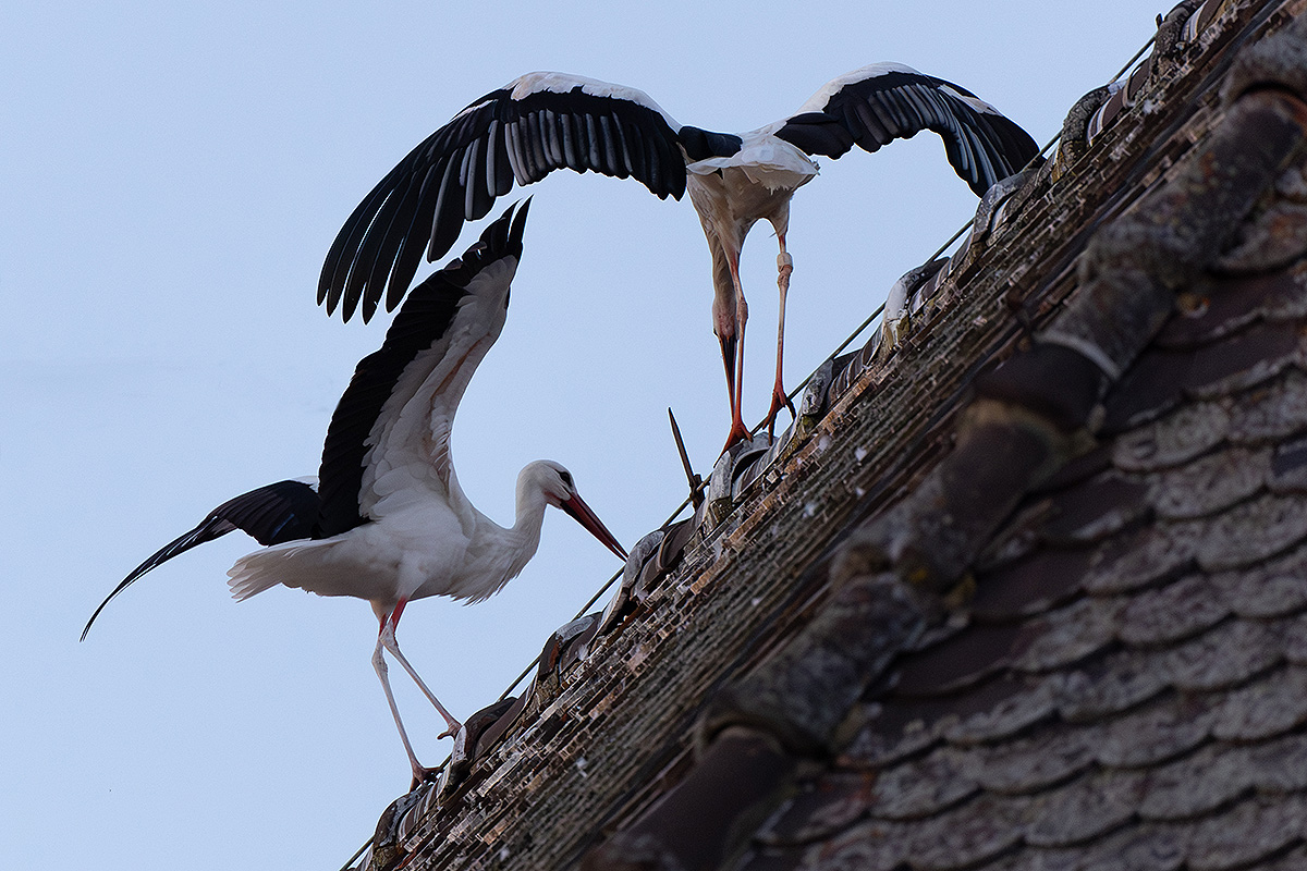 DSC_2785k.jpg