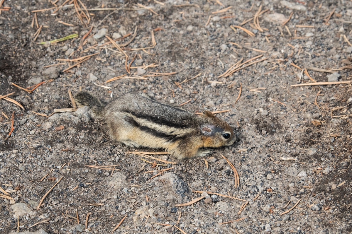 DSC_2810.jpg