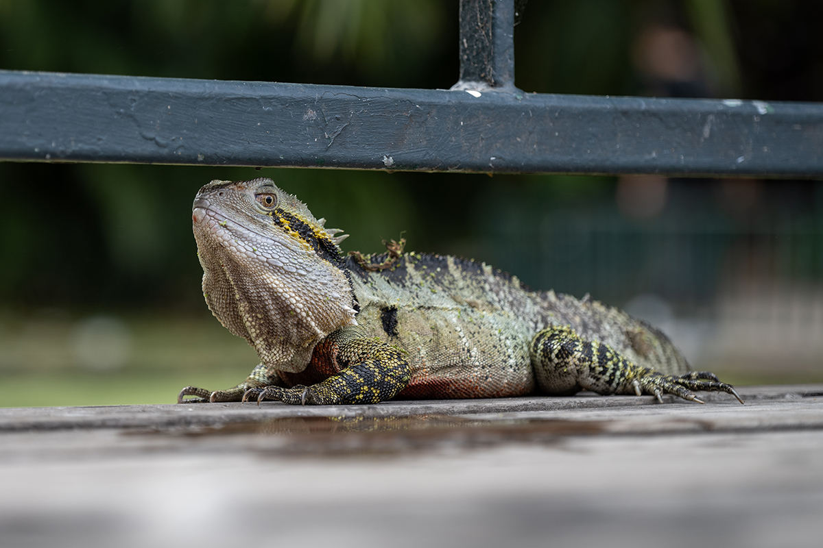 DSC_2811.jpg