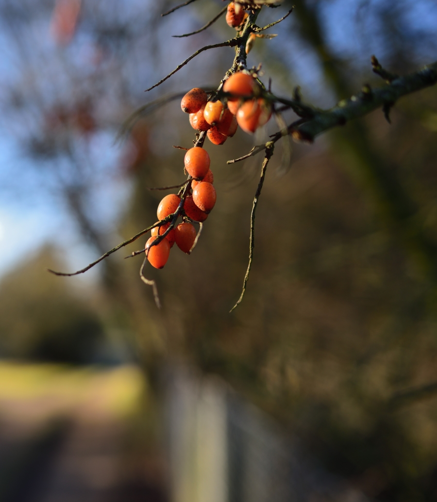 DSC_2868_00001_02kn.jpg