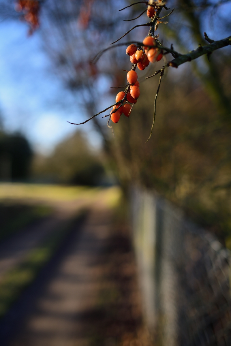 DSC_2869_00001n.jpg