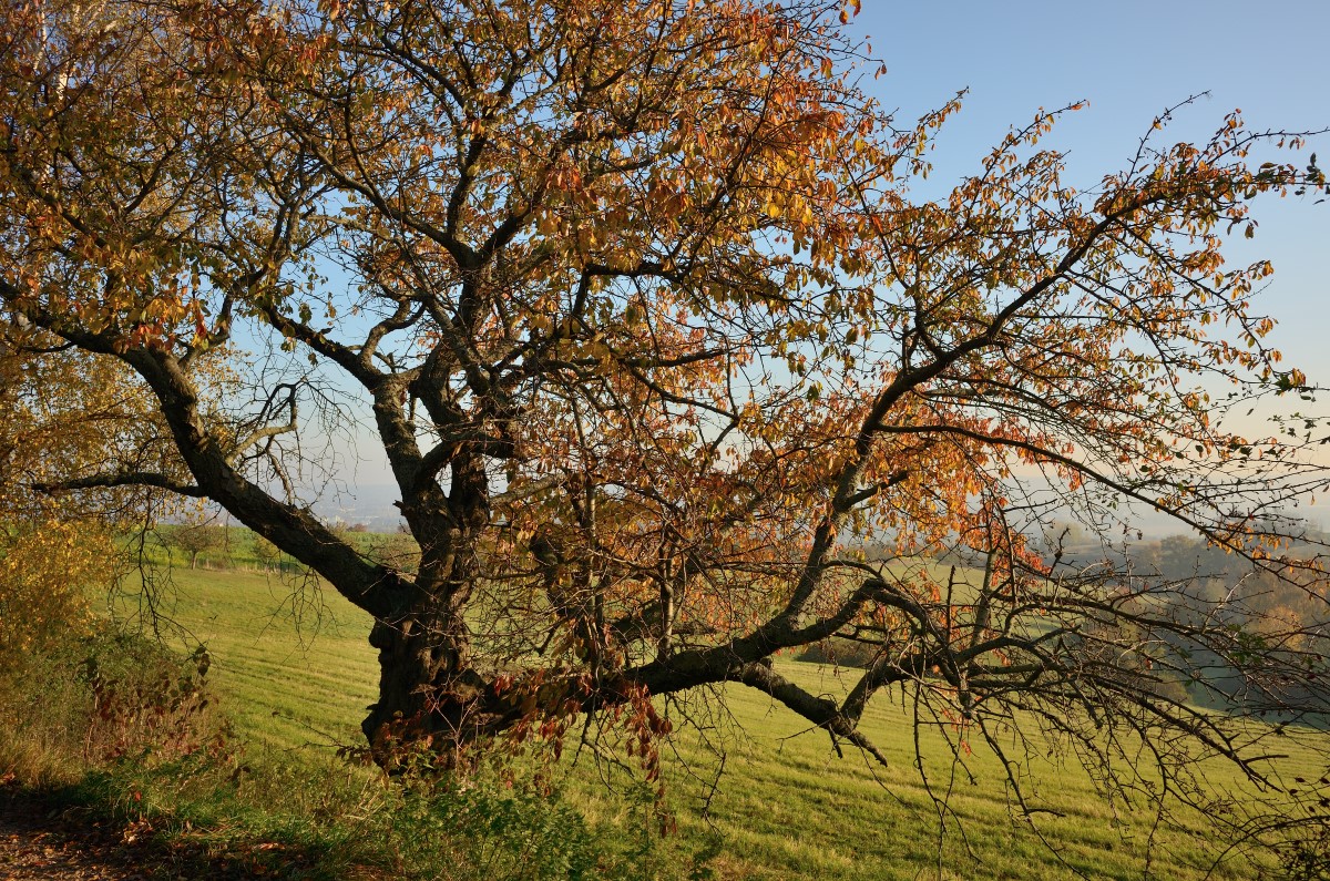 DSC_2881_00001n.jpg