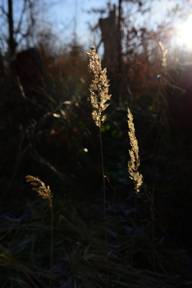 DSC_2891_00001n.jpg
