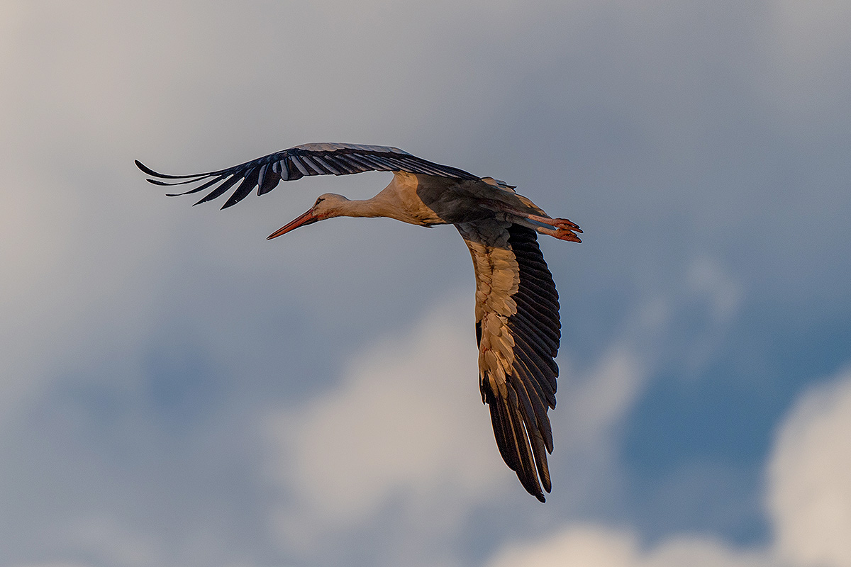 DSC_2894k.jpg