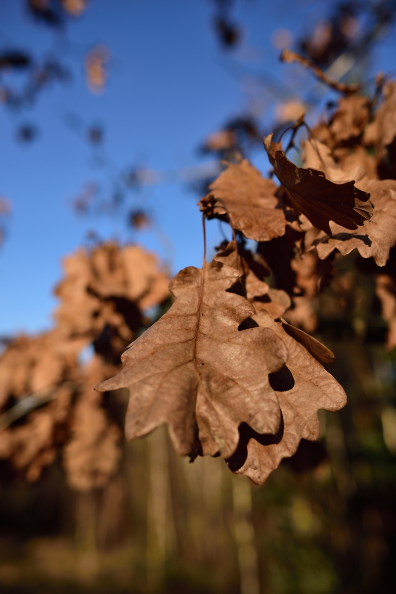 DSC_2900_00001n.jpg