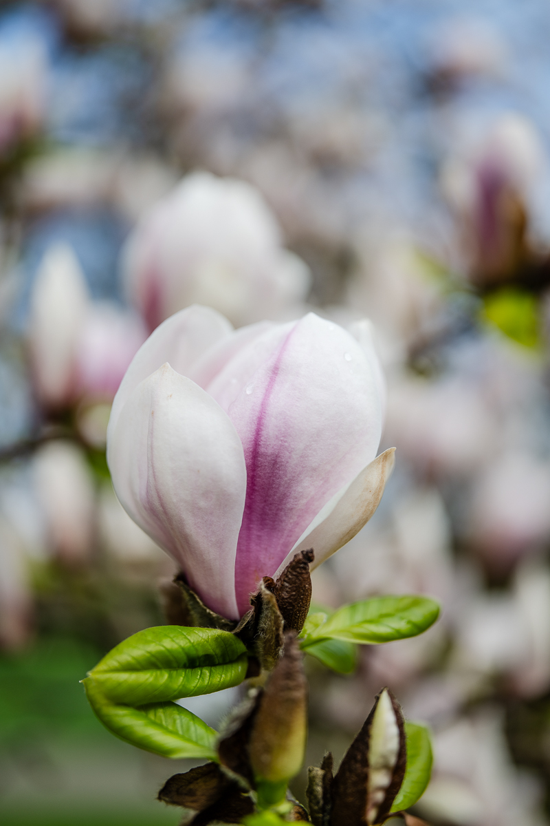 DSC_2923.jpg