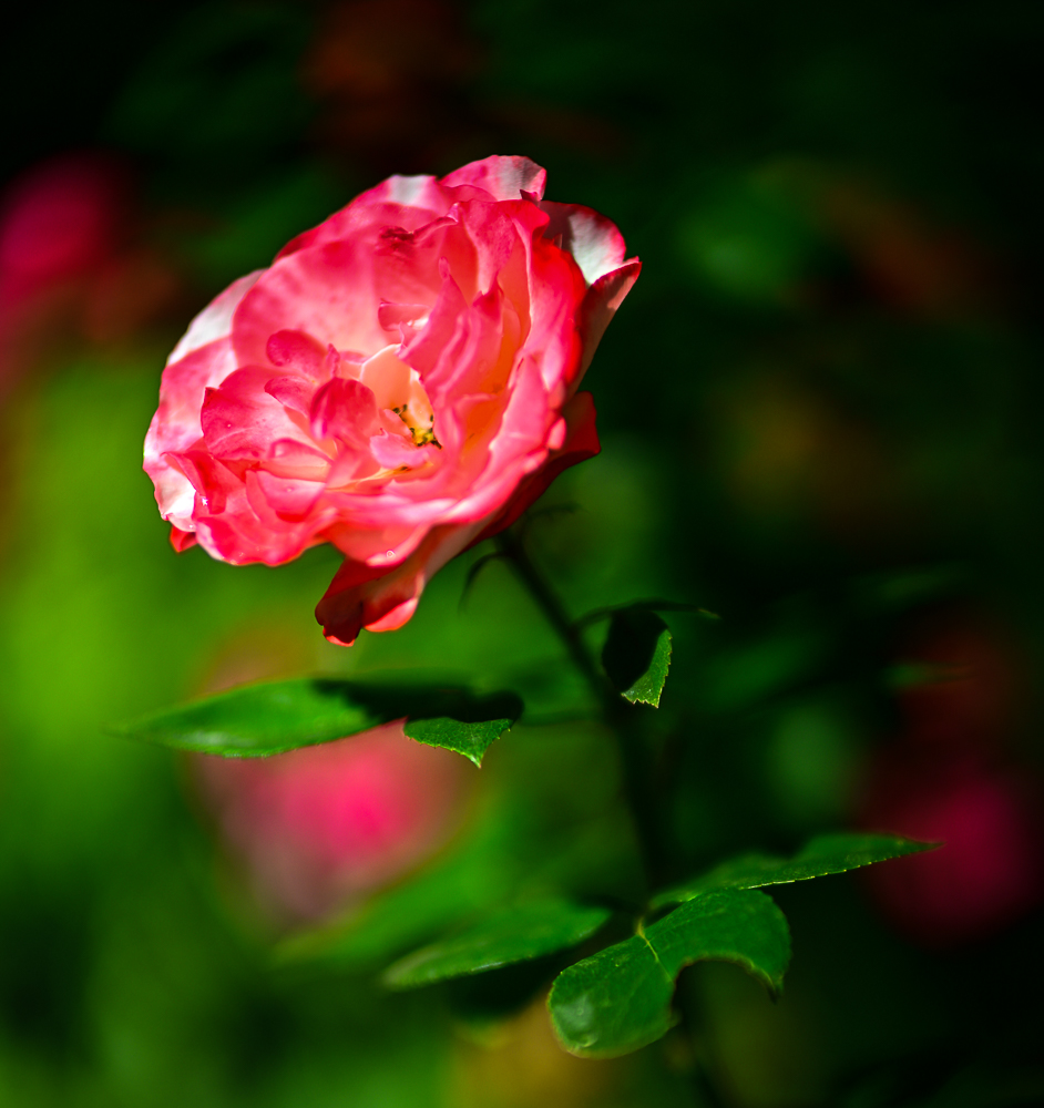 DSC_2923.jpg