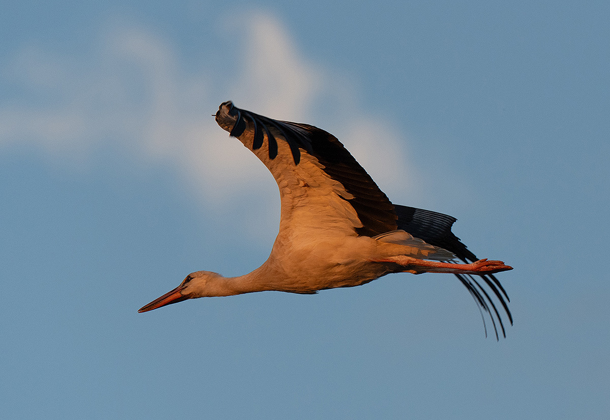 DSC_2941k.jpg