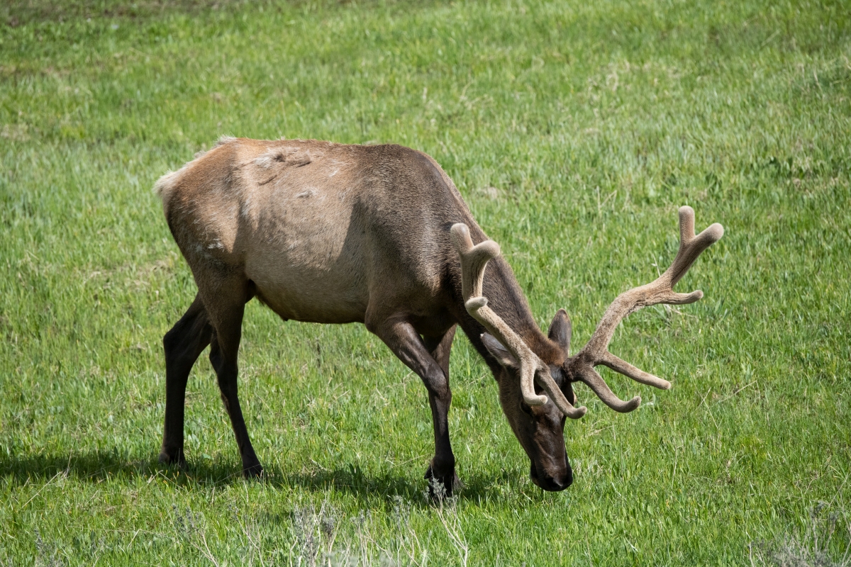 DSC_2944.jpg