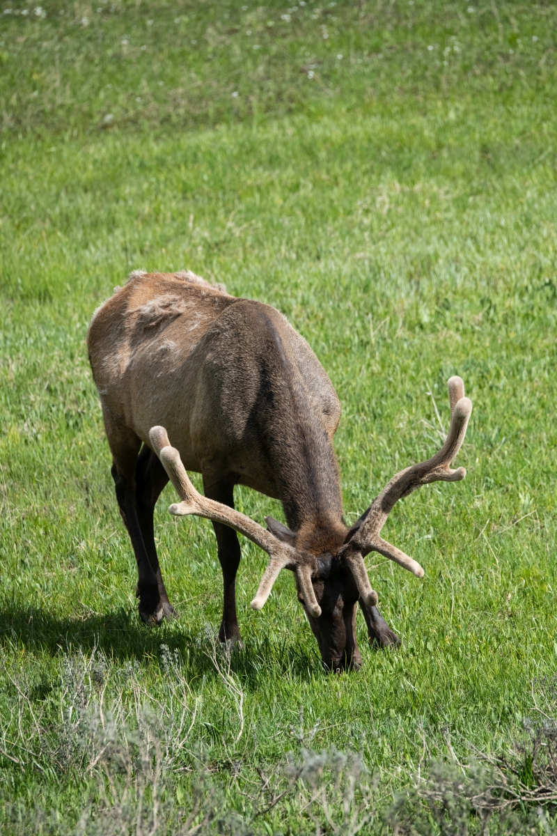DSC_2945.jpg