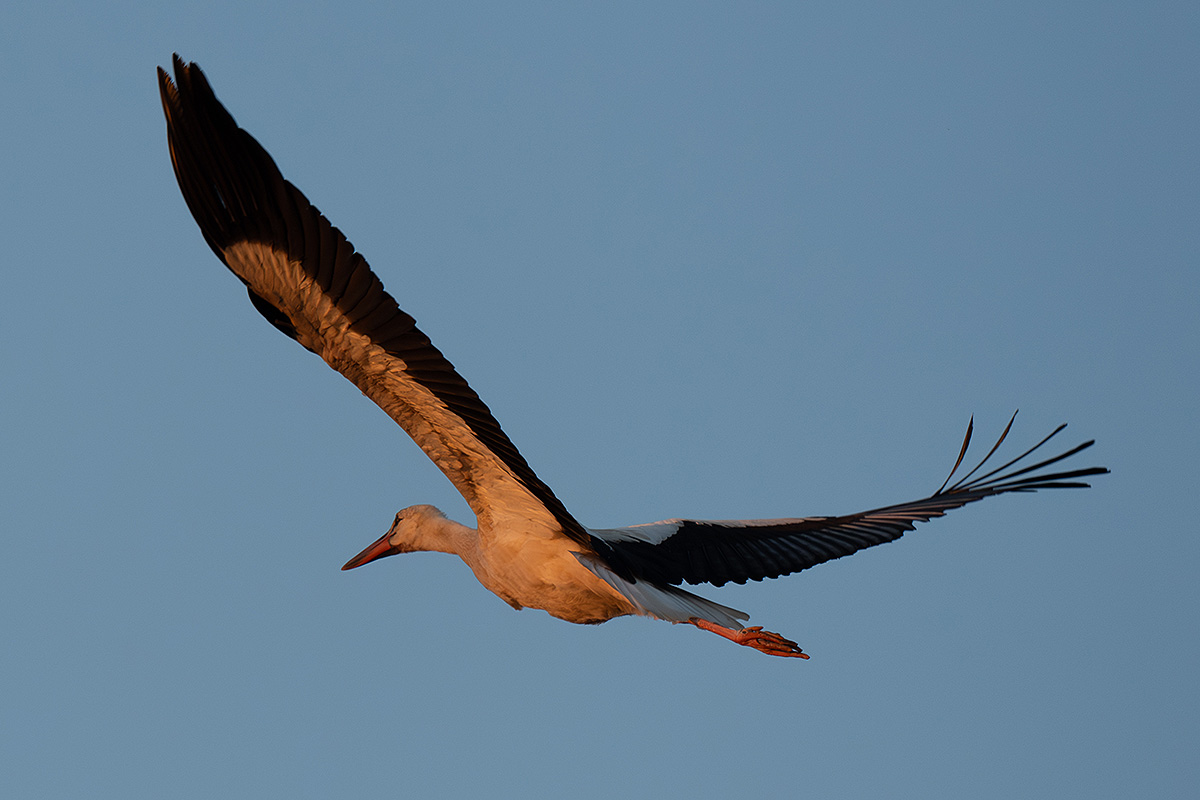DSC_2954k.jpg
