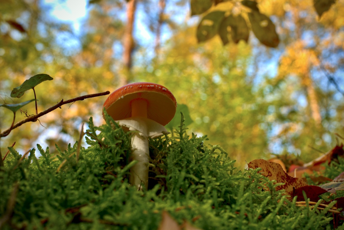 DSC_2999.jpeg