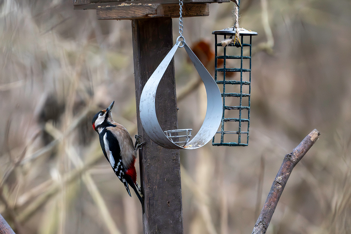 DSC_3002.jpg