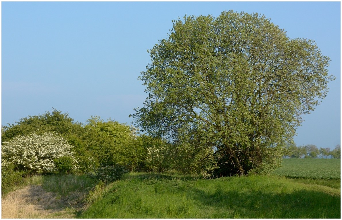 DSC_3031.jpg