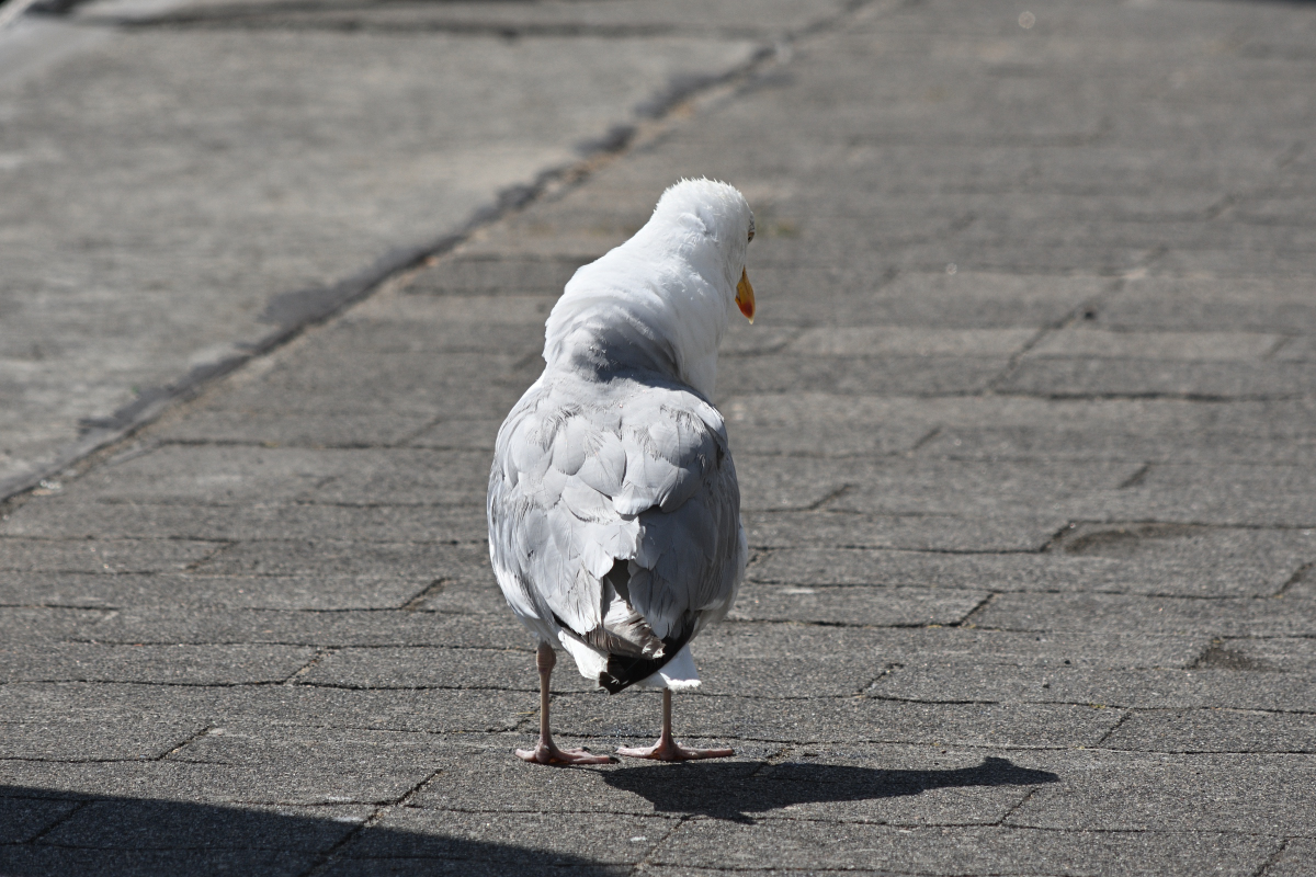 DSC_3044.JPG