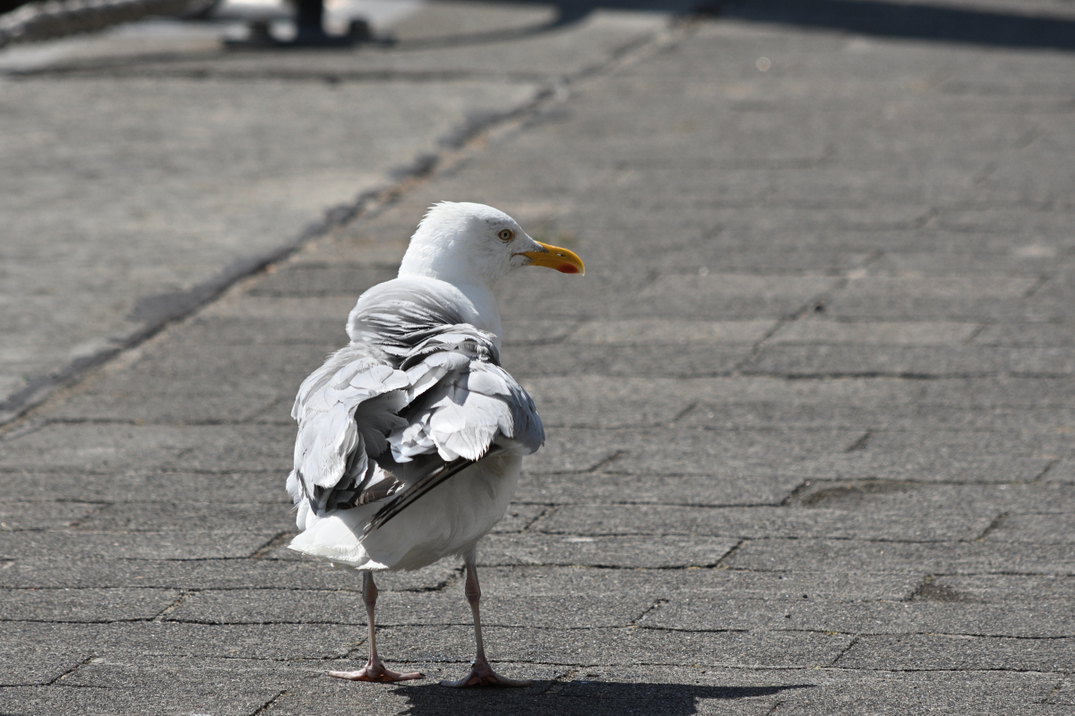 DSC_3045.JPG