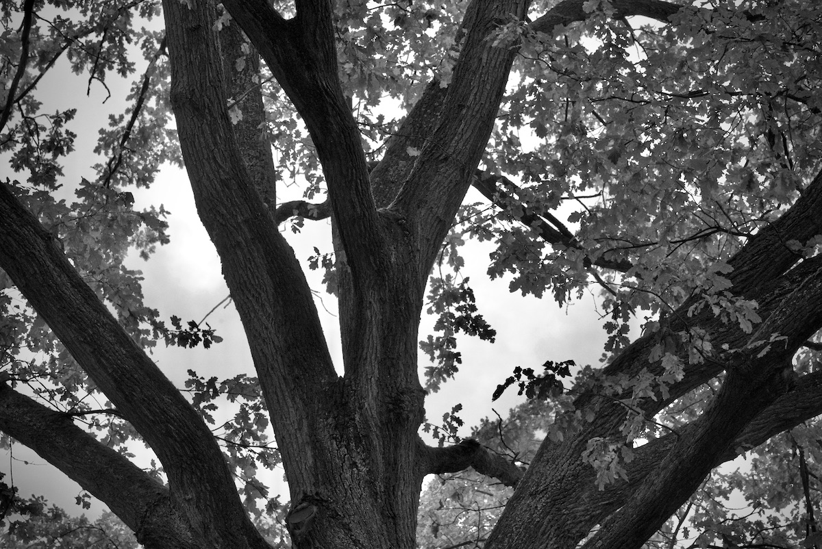 DSC_3086.jpeg