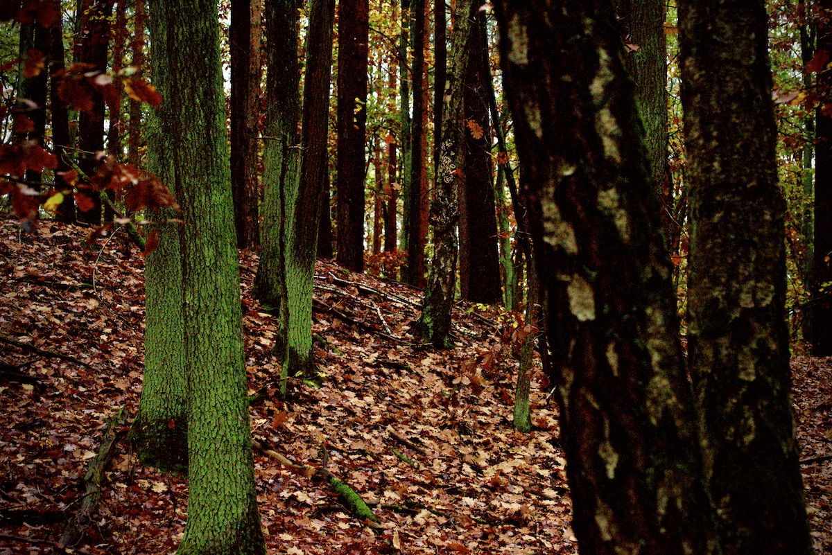 DSC_3102.jpeg