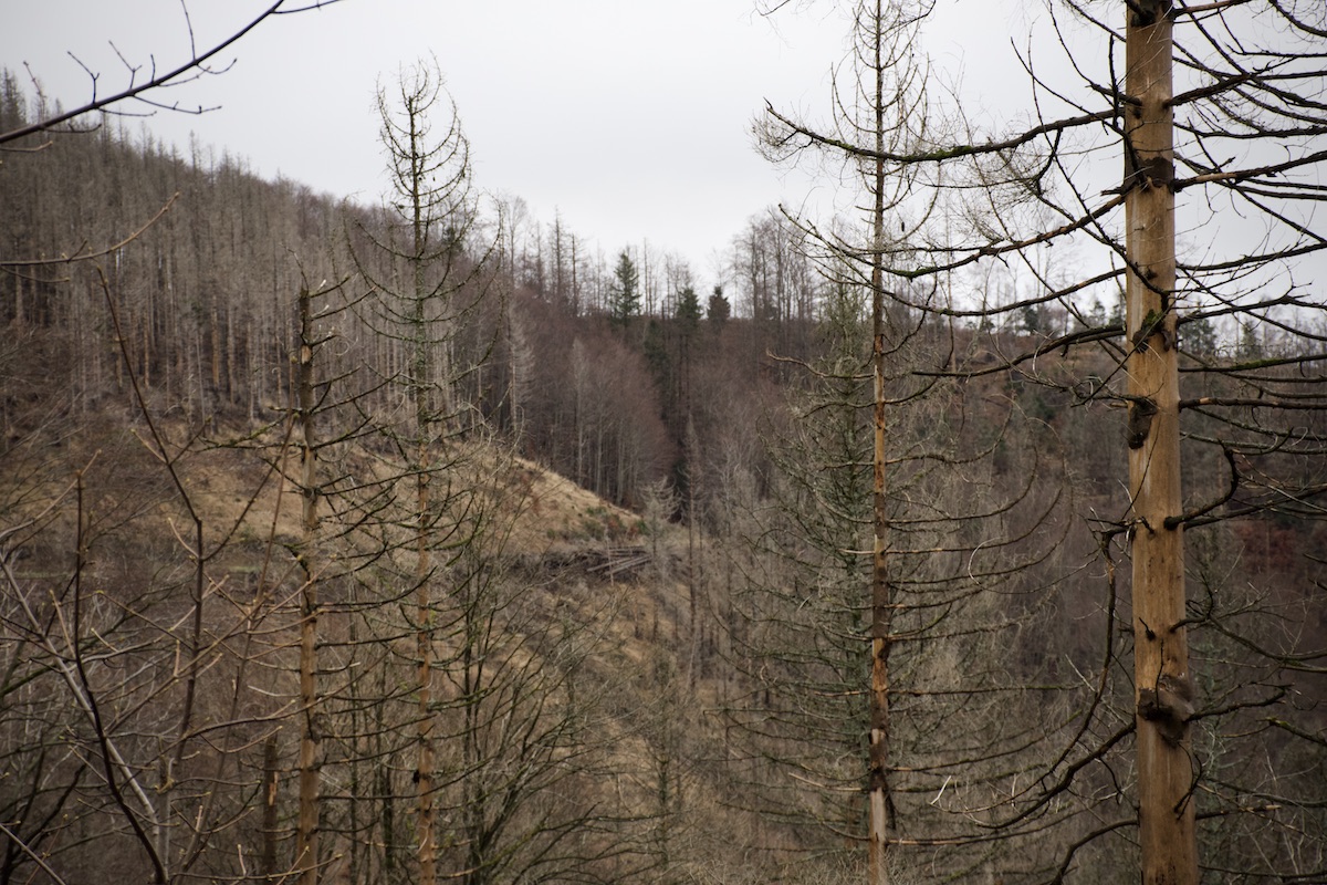 DSC_3108.jpeg