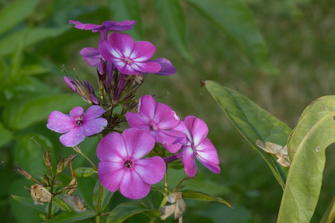 DSC_3285.jpg