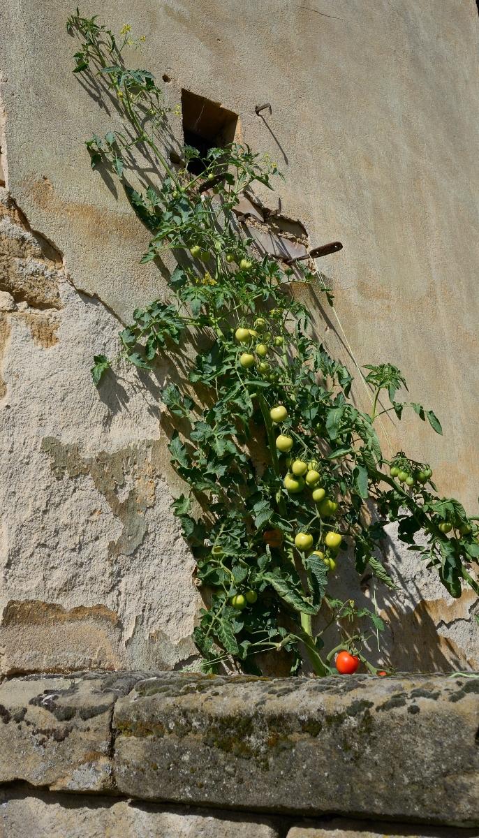 DSC_3291_00001_01n.jpg