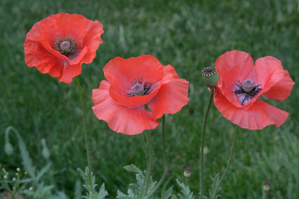 DSC_3300.jpg