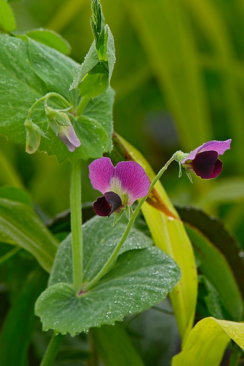 DSC_3327_NIKON Z 5_1200.jpg