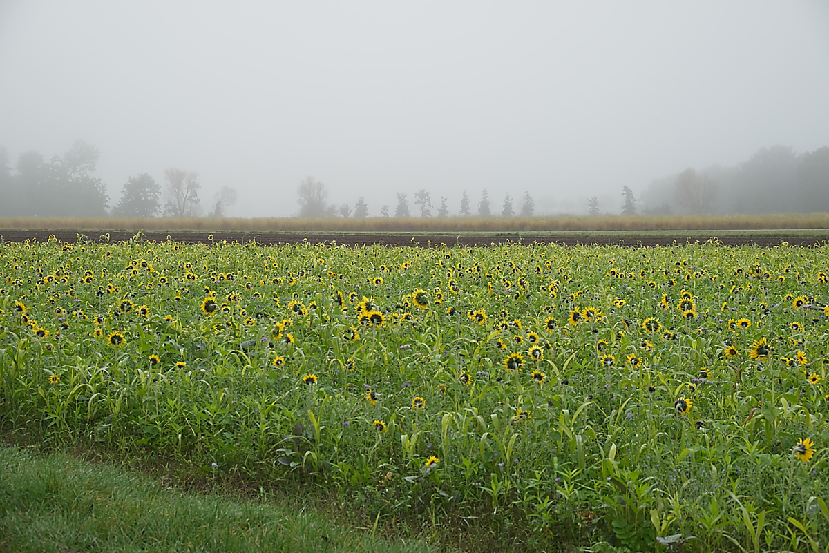 DSC_3340_NIKON Z 5_1200.jpg