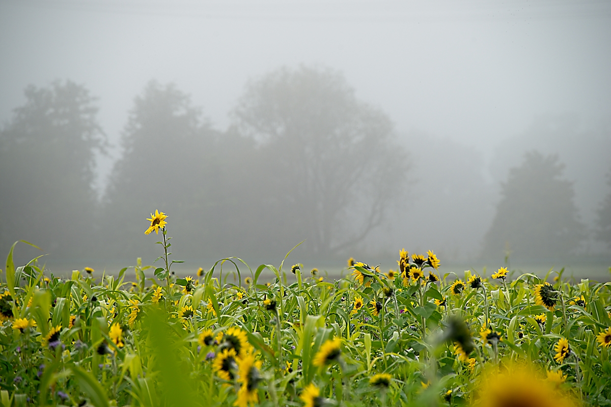 DSC_3345_NIKON Z 5_1200.jpg