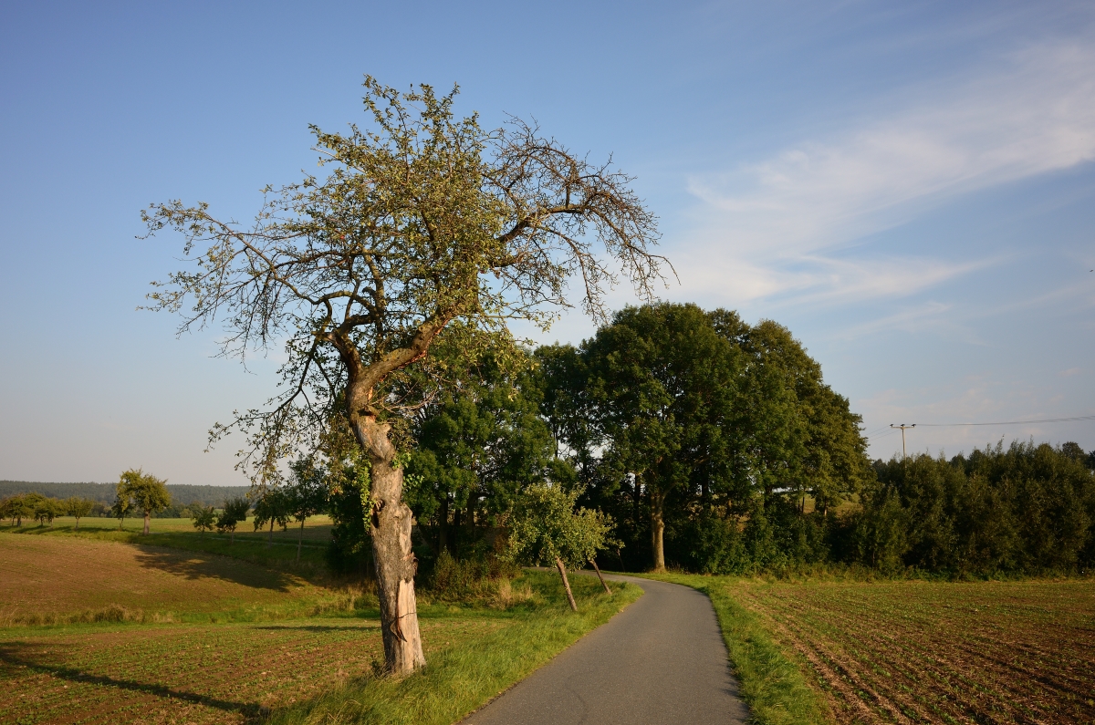 DSC_3356_00001n.jpg