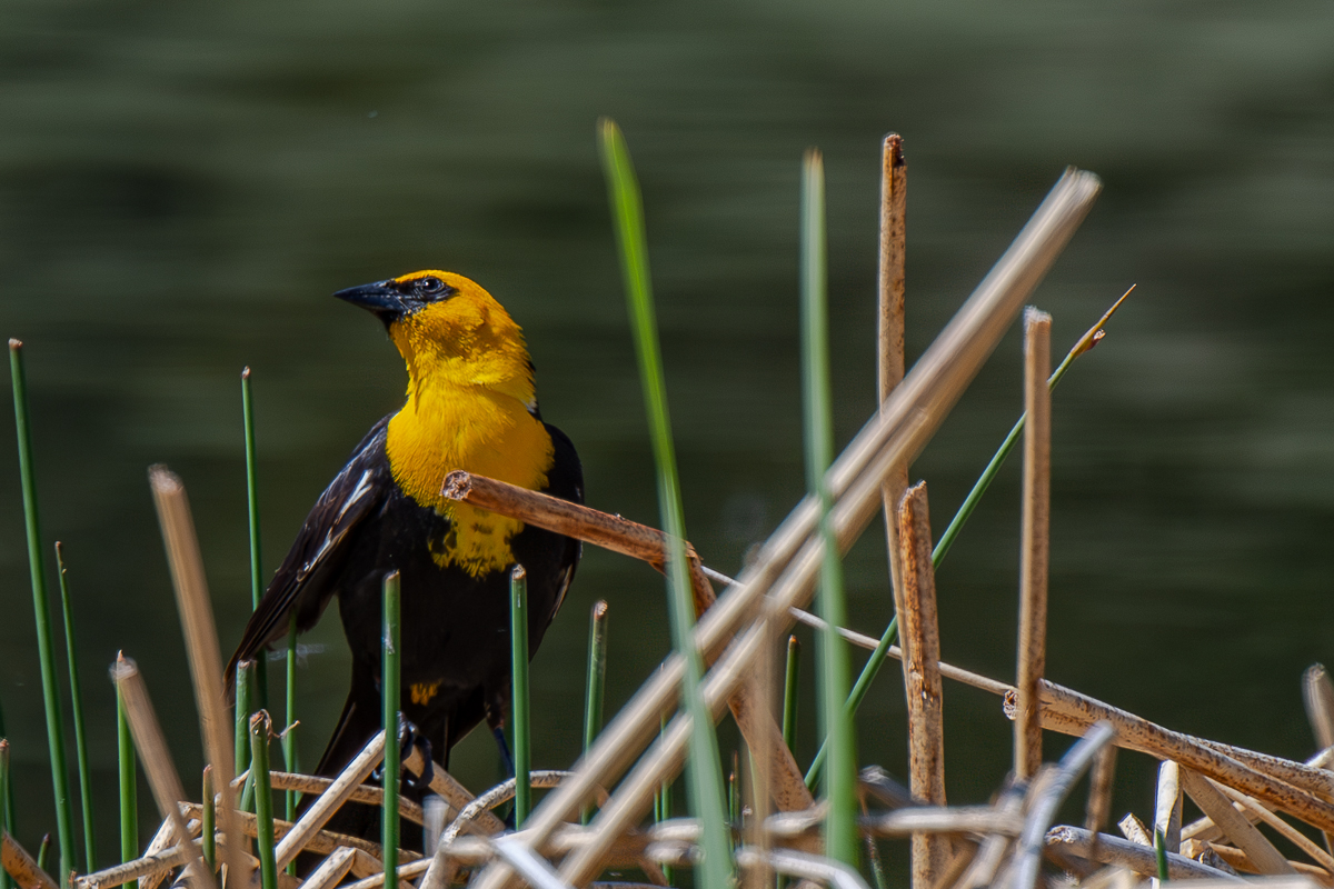 DSC_3391-Verbessert-RR.jpg