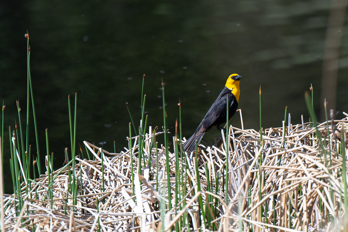 DSC_3396.jpg
