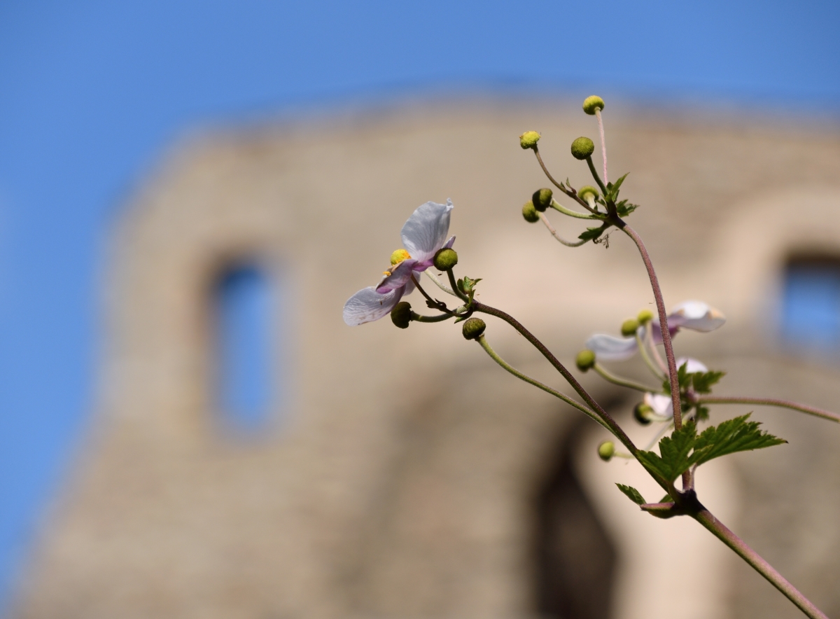 DSC_3451_00001 (2)n.jpg