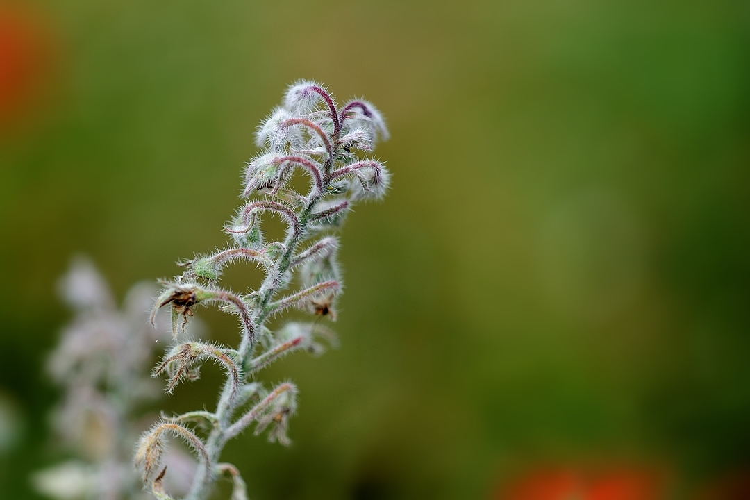 DSC_3496aklein.jpg