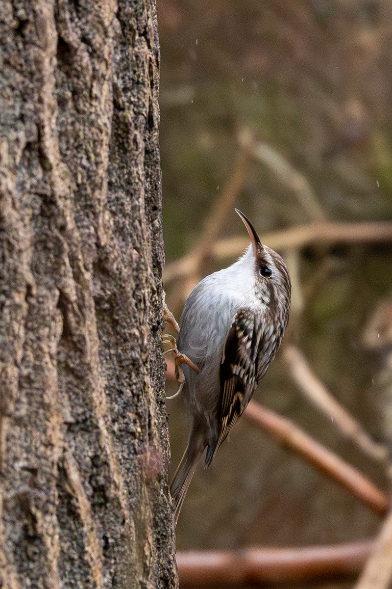 DSC_3565.jpg