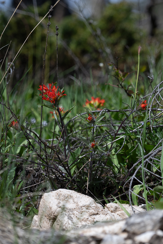 DSC_3594.jpg