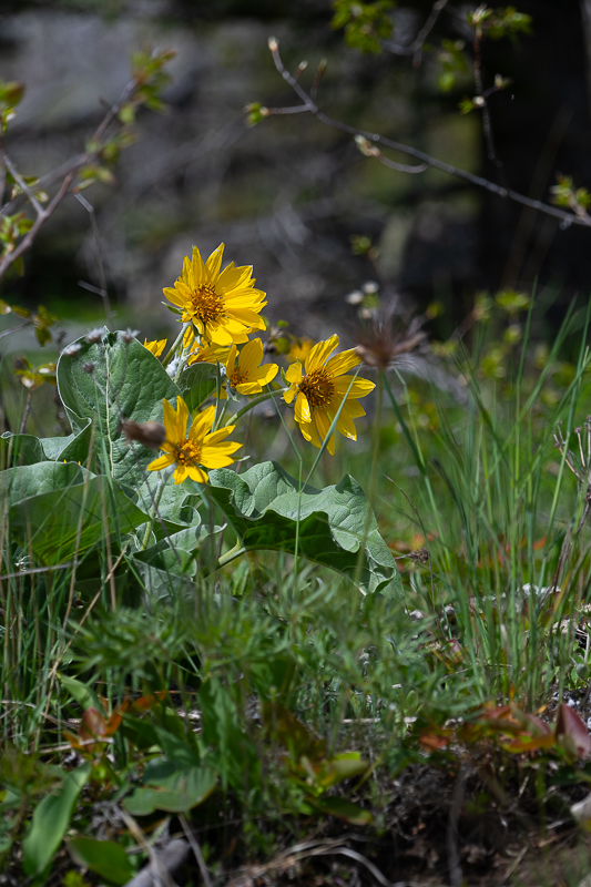 DSC_3596.jpg