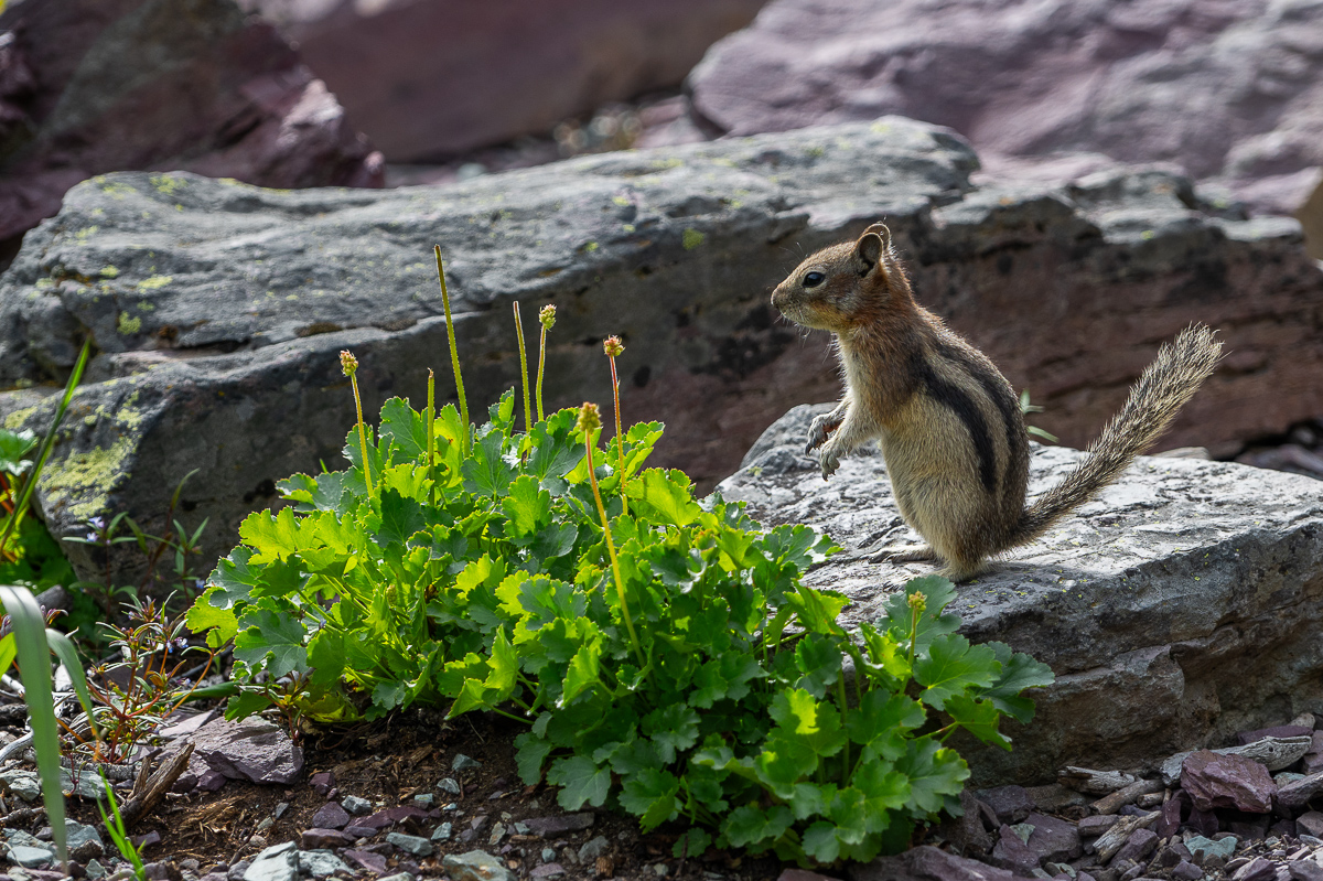 DSC_3602.jpg