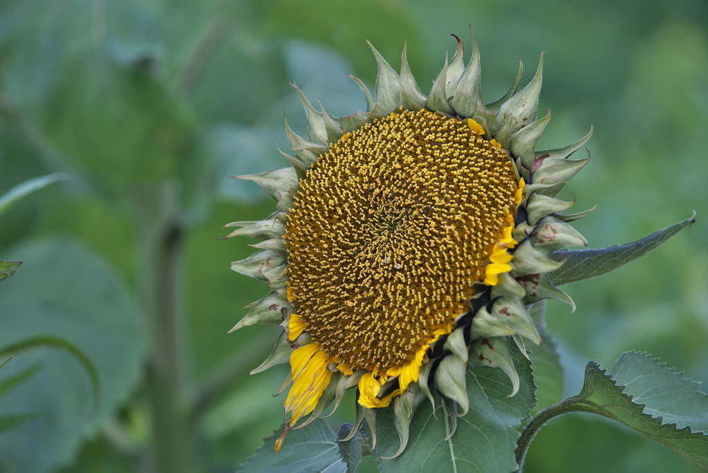 DSC_3734.jpg