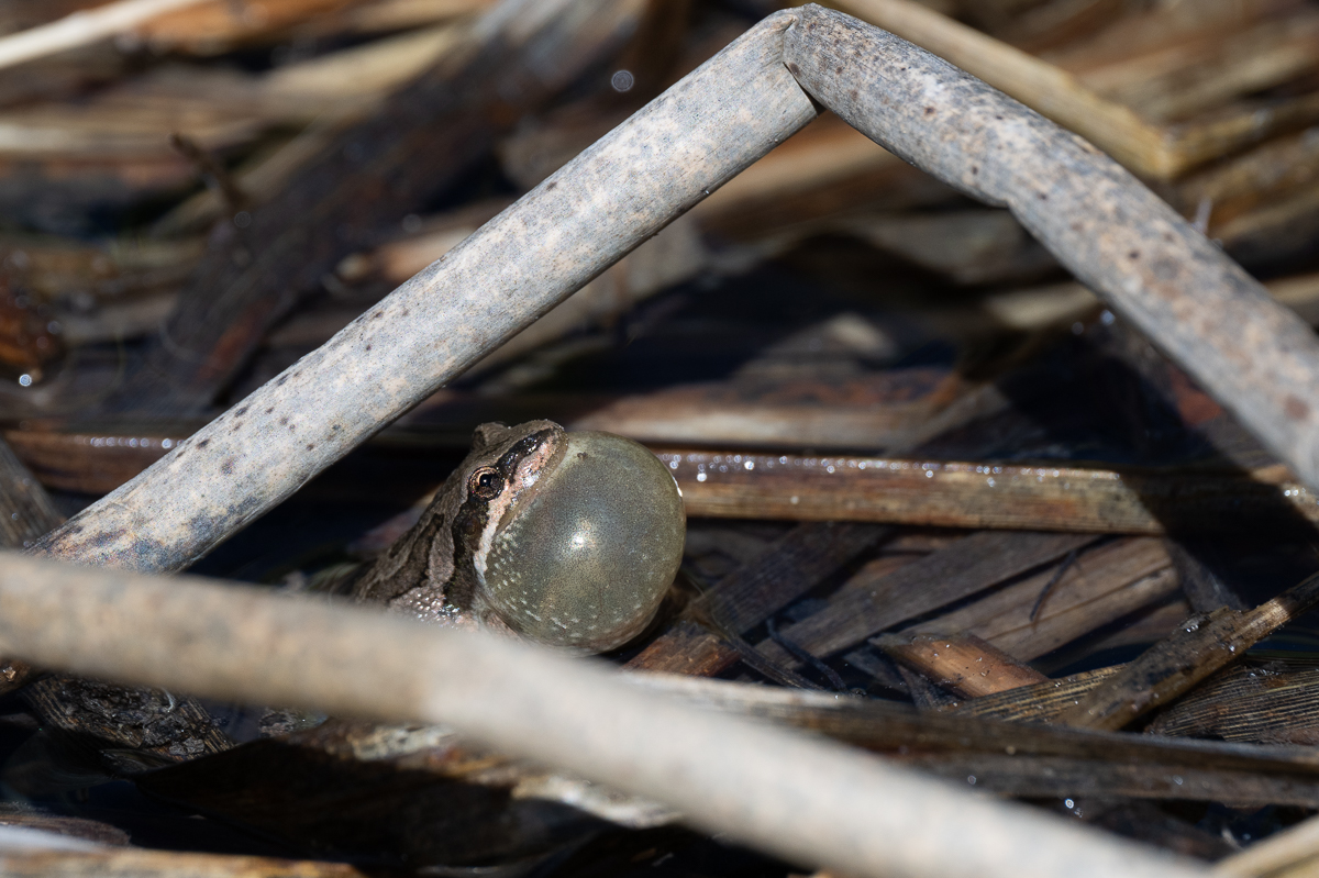 DSC_3778-2.jpg