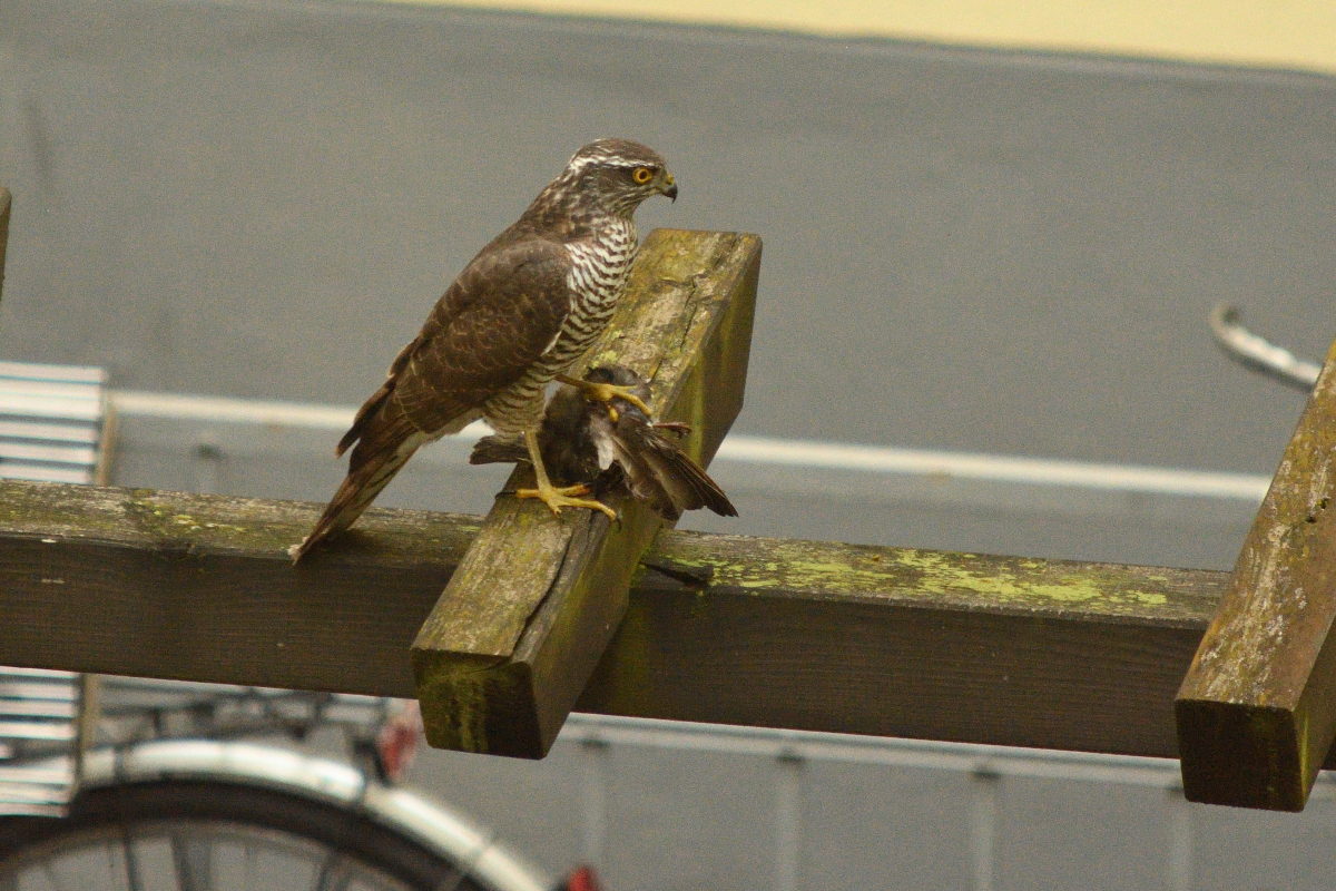 DSC_3856.JPG