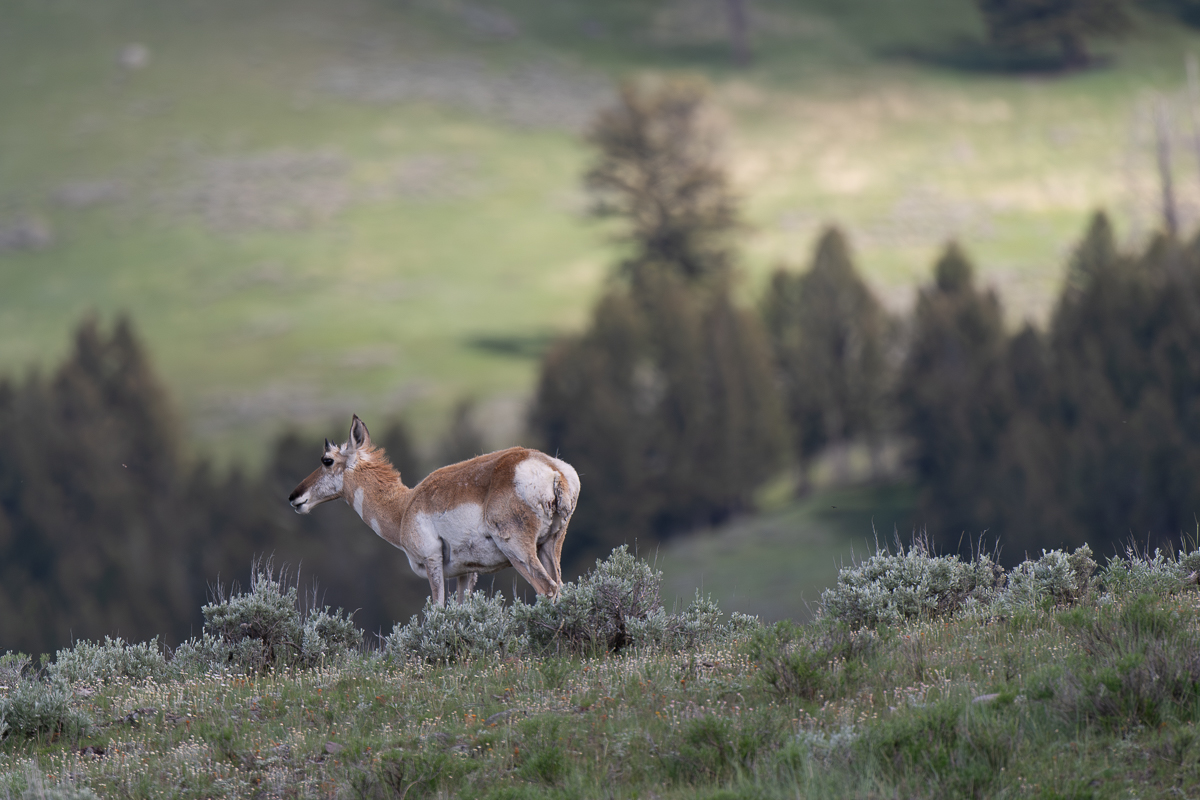DSC_3862 (2)-Verbessert-RR.jpg