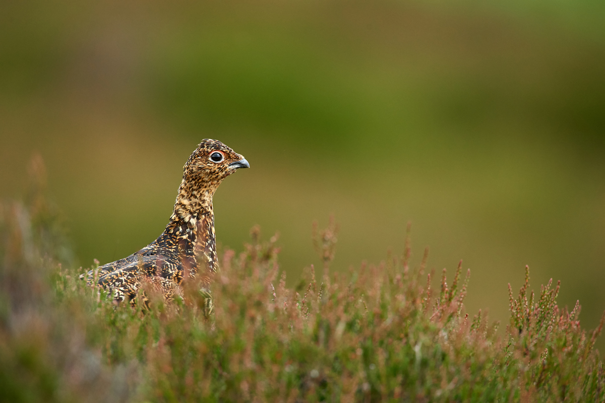 DSC_3954.jpg