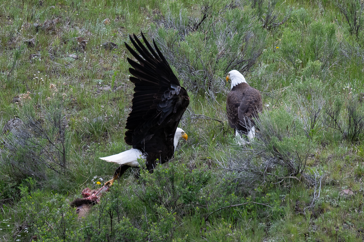 DSC_4003.jpg