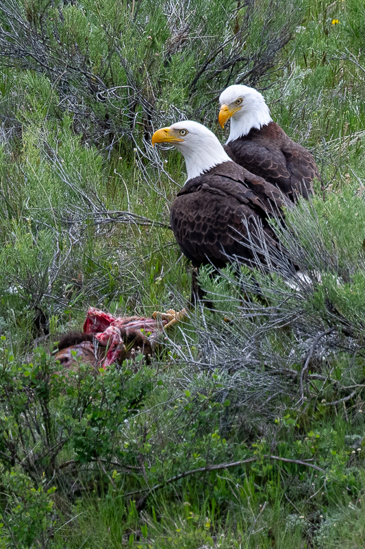 DSC_4011.jpg