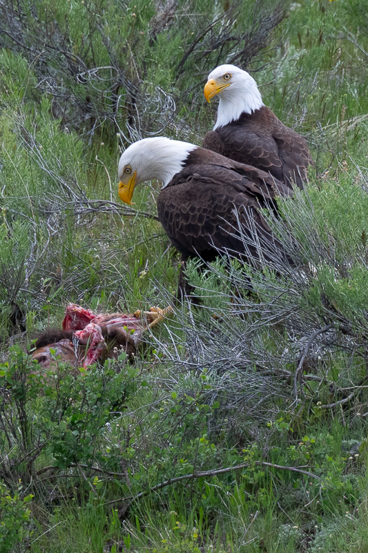 DSC_4013.jpg