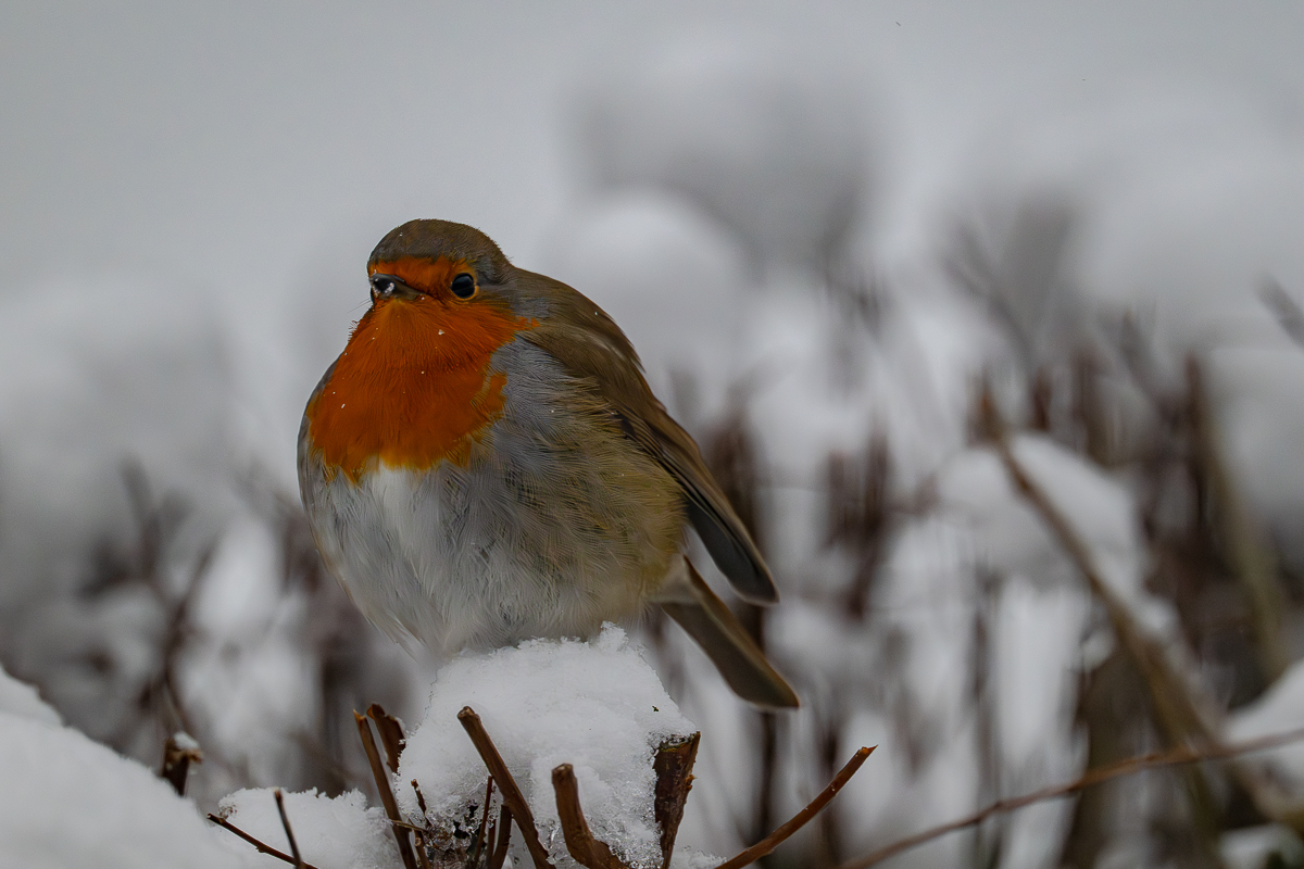DSC_4036.jpg