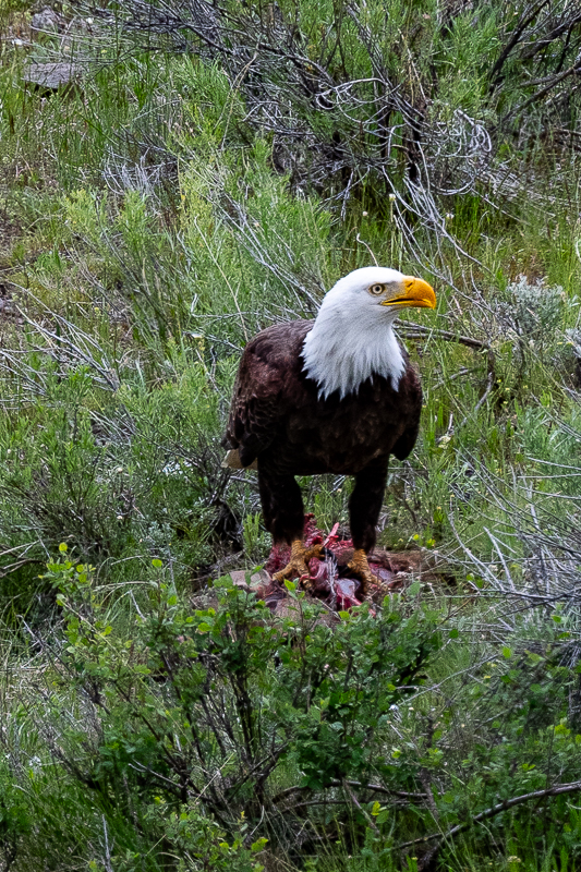 DSC_4055.jpg
