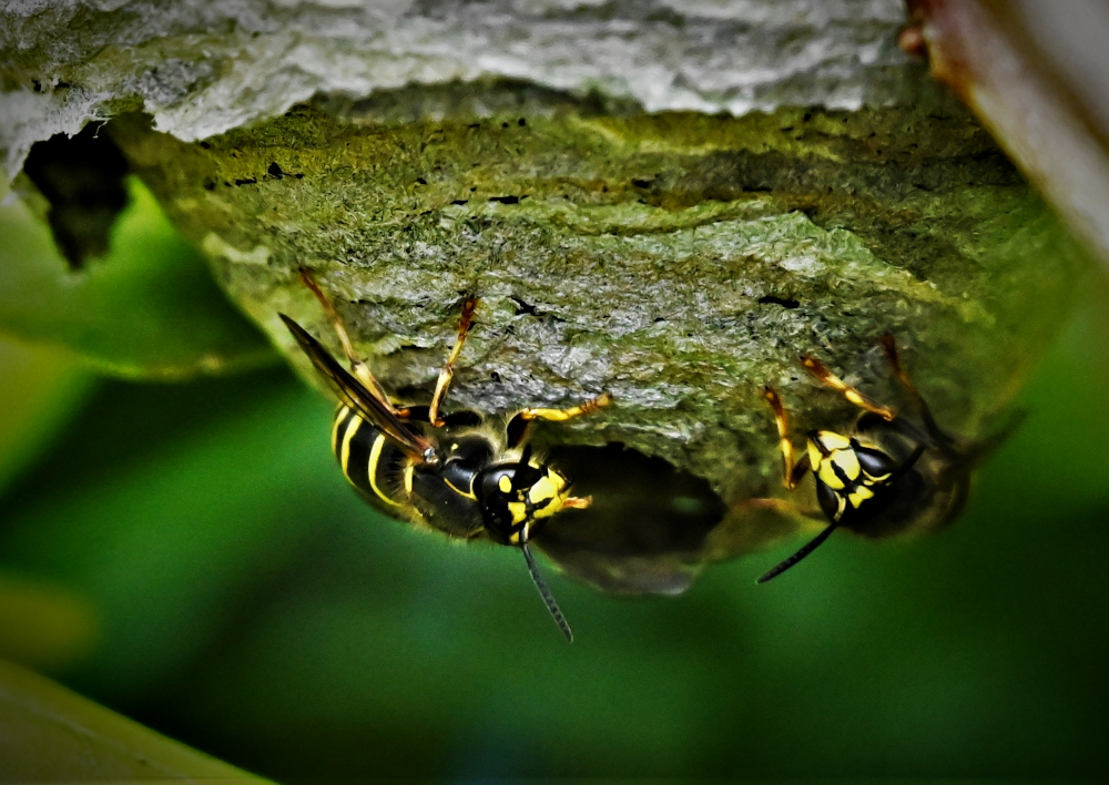 DSC_4059.jpg